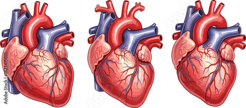 Human heart anatomy illustration, medical organ diagram, cardiovascular system, realistic heart model, educational biology chart, blood flow structure reference