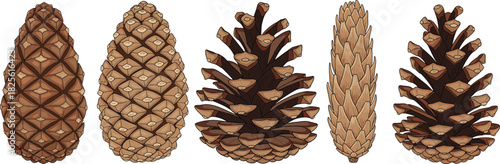 Pine cone collection, botanical seed structures, conifer tree cones, natural forest elements, dried pine cones, nature texture reference