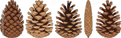 Pine cone variety collection, botanical seed structures, conifer tree cones, natural forest elements, dried pine cones, nature texture reference