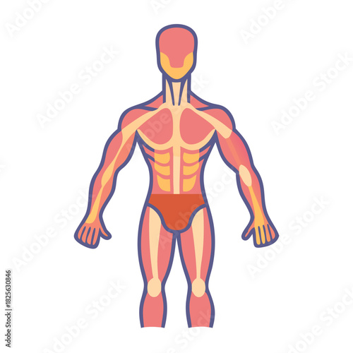 Human anatomy muscle diagram in flat vector illustration style