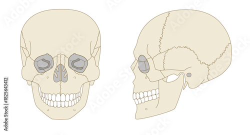 Anatomical Illustration of the Skull from Frontal and Lateral Views (Educational and Medical Use,)