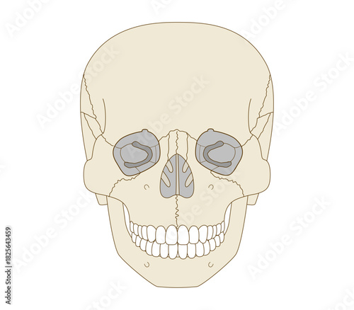 Anatomical Illustration of the Skull from a Frontal View (Educational and Medical Use,)