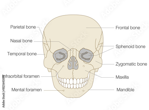 Anatomical Illustration of the Skull from a Frontal View (Educational and Medical Use, English Labels)