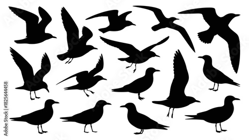 Diverse collection of seagull and gull silhouettes in various flying and standing poses, ideal for marine, coastal, and wildlife design projects