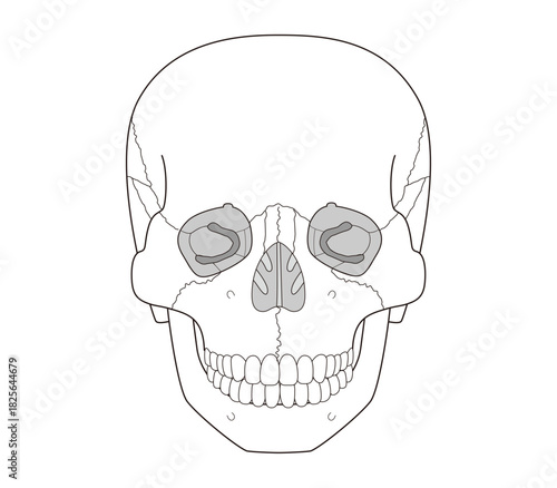 Black and WhiteAnatomical Illustration of the Skull from a Frontal View (Educational and Medical Use,)