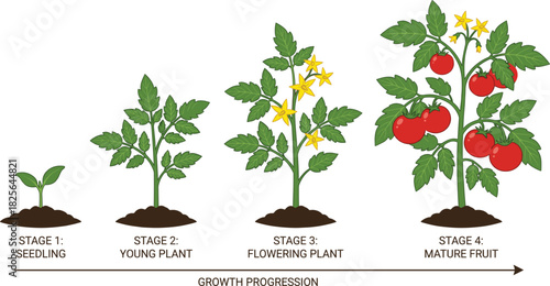 Tomato plant growth stages, seedling to fruit, educational botany chart, plant life cycle, flat vector illustration