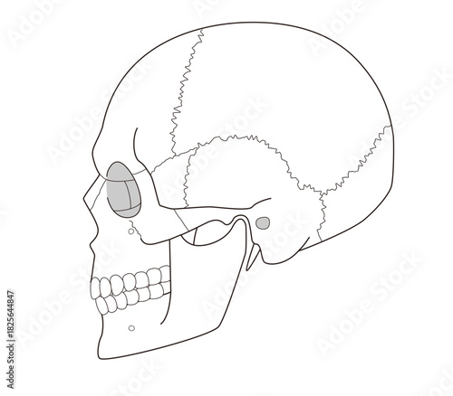 Black and White Anatomical Illustration of the Skull from a Lateral View (Educational and Medical Use,)