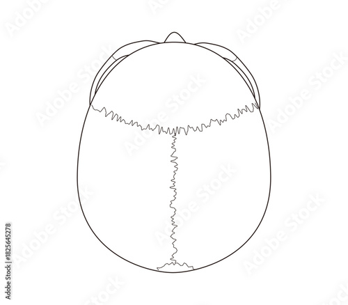 Black and White Anatomical Illustration of the Skull from a Superior View (Educational and Medical Use)