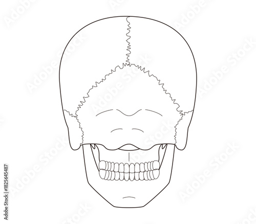 Black and White Anatomical Illustration of the Skull from a Posterior View
