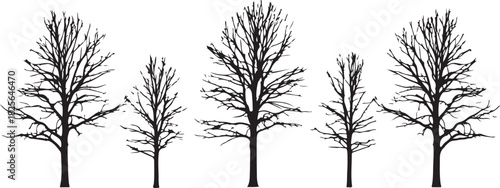 Silhouette of five deciduous trees without leaf