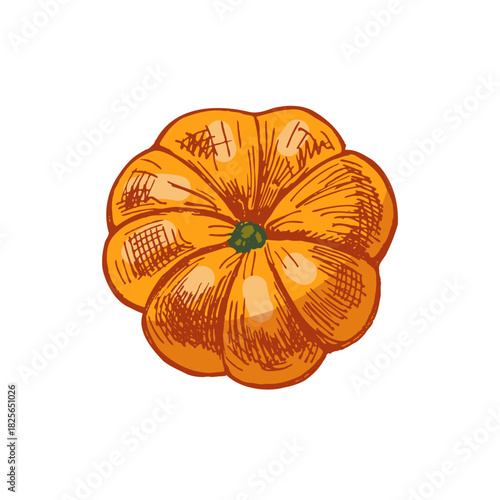 Hand drawn vintage sketch of orange festive pumpkin from top view, detailed autumn vegetable illustration in color