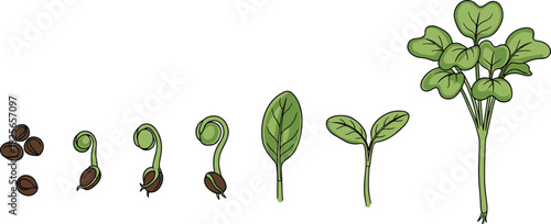 Seed germination and plant growth stages from seed to seedling sprout