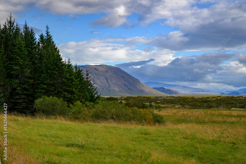 Fototapeta premium Thingvellir National Park Manicured green lawn with forest and mountain background in Iceland