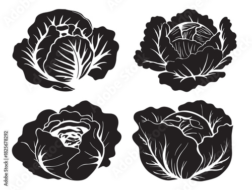 Stunning cabbage illustration set with elegant organic silhouette lines