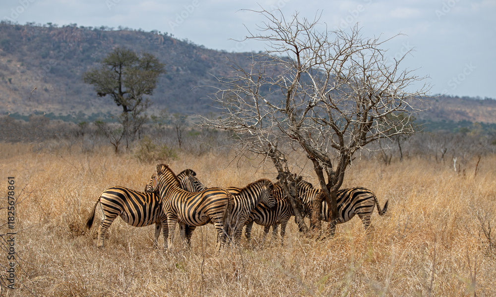 Naklejka premium Herd of wild zebras near dead tree in Kruger National Park South Africa RSA