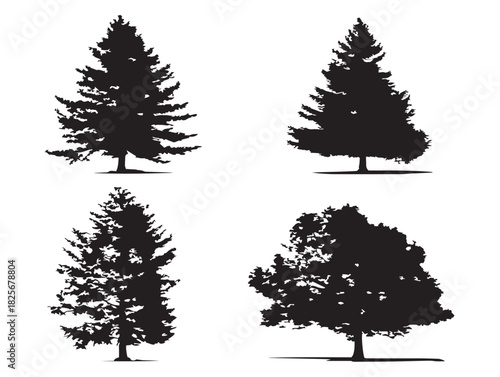 Beautiful cedar tree collection showcasing elegant evergreen silhouettes