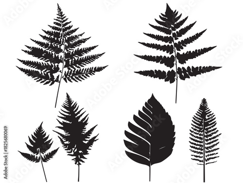 Elegant fern foliage silhouette variation with stunning natural design