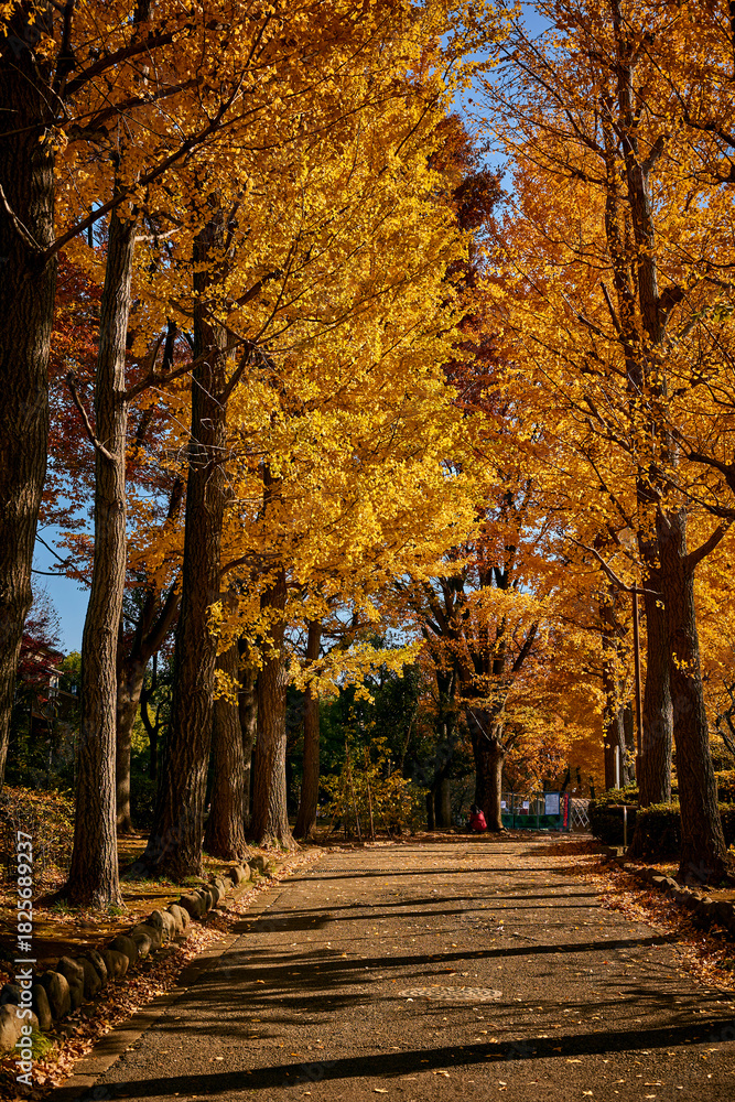 Fototapeta premium A row of ginkgo trees turning yellow in autumn. Park.