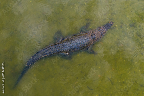 Top-down view of a crocodile gliding through green, murky water with visible ripples and textured scales.