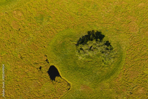 Top-down drone view of a green grassland featuring a cluster of trees and a dark pond surrounded by textured vegetation.
