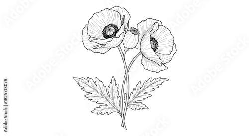 Elegant black and white botanical illustration of two vibrant poppy flowers and a bud with detailed leaves, captured in a classic vintage line art style.