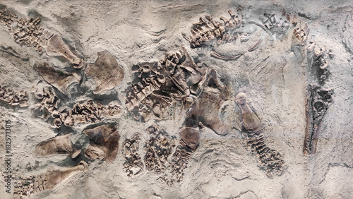 An ancient fossilized skeleton of a marine reptile, a plesiosaur, embedded in a stone wall.