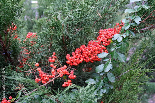 Bright red berries amid lush green leaves create tranquility