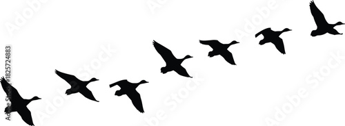 Silhouette of migrating birds flying in formation, wildlife flock in motion, nature migration pattern illustration for animal behavior and seasonal travel