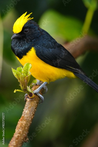 Sultan Tit photographed in Malaysia 