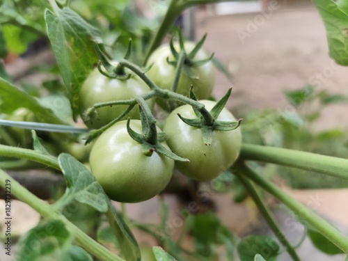 Fotografía Close up photo of young green tomatoes.