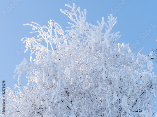 Tree branches in winter covered with snow and frost in snowfall on blue sky background. Frozen tree branches.