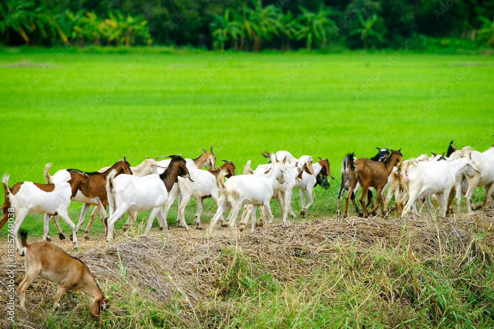 Obraz premium Herd of Goats Grazing in Green Pasture Under Bright Blue Sky