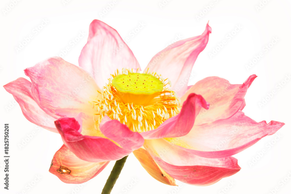 Fototapeta premium Beautiful Pink Lotus Flower Blossom on Isolated White Background