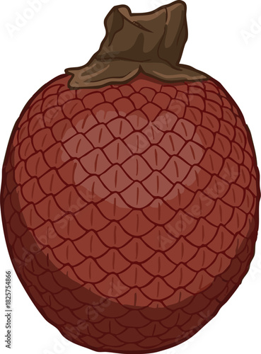 Vector illustration of aguaje (Mauritia flexuosa), an exotic Amazon fruit valued in cosmetics and food, highly appreciated by rainforest communities in Peru