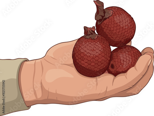 Vector illustration of aguaje (Mauritia flexuosa), an exotic Amazon fruit valued in cosmetics and food, highly appreciated by rainforest communities in Peru