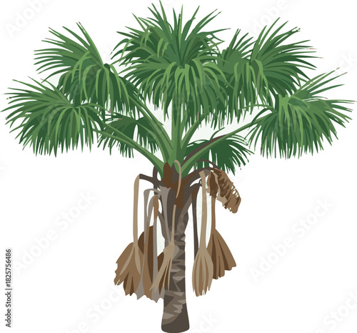Vector illustration of aguaje (Mauritia flexuosa), an exotic Amazon fruit valued in cosmetics and food, highly appreciated by rainforest communities in Peru