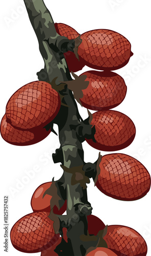 Vector illustration of aguaje (Mauritia flexuosa), an exotic Amazon fruit valued in cosmetics and food, highly appreciated by rainforest communities in Peru