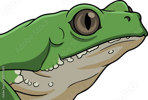 Vector illustration of Phyllomedusa bicolor, known as the kambo frog or giant monkey frog, an Amazonian species commonly associated with shamanic traditions