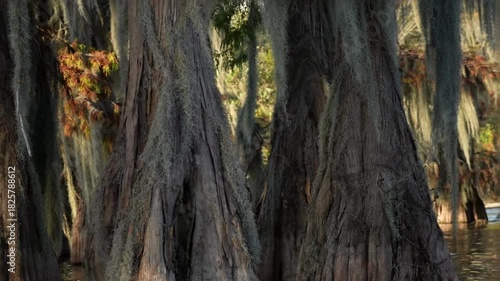 Spanish Moss on Bald Cypress and Tupelo Trees in the Martin/Caddo Lake