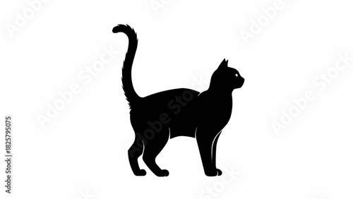 black cat isolated on white