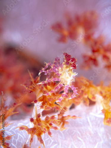 Obraz na plátně Soft coral candy crab
