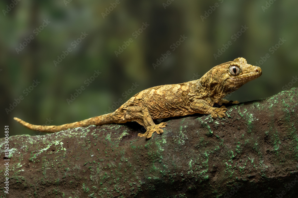 Obraz premium A close-up macro photograph of a Mniarogekko chahoua, commonly known as the mossy New Caledonian gecko, camouflage on mossy bark.