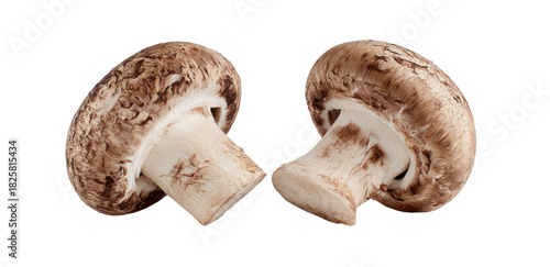 Wallpaper Mural Two brown mushrooms with white stems on a black background Torontodigital.ca