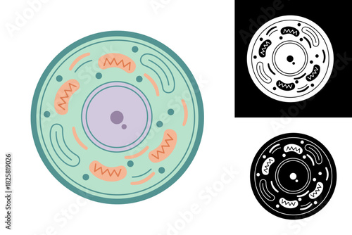 Comprehensive Vector Diagram of a Eukaryotic Cell Showing Key Organelles like Nucleus and Mitochondria for Biology Education and Scientific Visuals