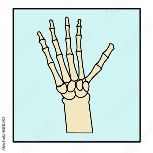 hand finger bones xray carpal bones radiology medical icon minimalist color design.eps