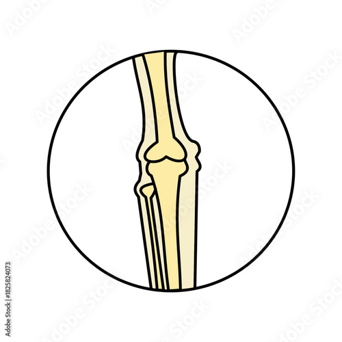 knee bone xray radiology medical  icon minimalist color.eps