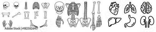 A collection of human anatomy line icons featuring the skeletal system and various internal organs vector set