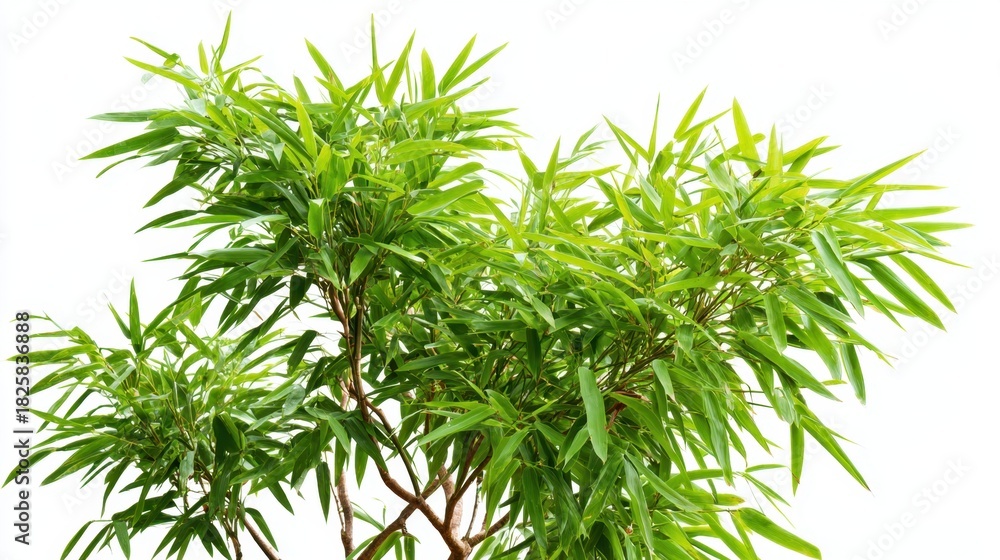 Fototapeta premium A lush bamboo plant displays its bright green leaves under optimal light conditions. The strong upright stalks support the foliage creating a natural refreshing look.