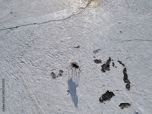 traces on snow