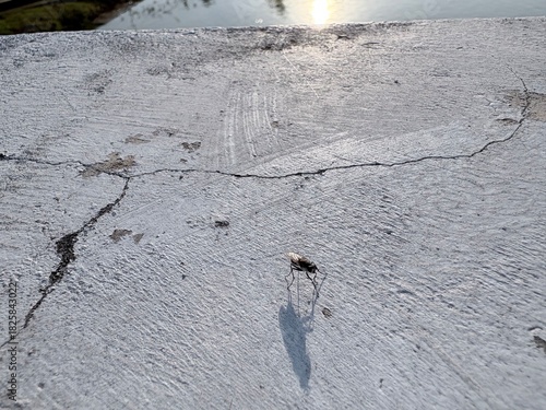 old stone wall macro